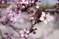 Bee sit on cherry flower , piking honey. Beekeeping. Spring time. Blooming tree Royalty Free Stock Photo