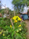A bee siting on the mustard flower Royalty Free Stock Photo