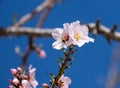 A bee sits on an almond tree flower (lat.- Prunus dulcis Royalty Free Stock Photo