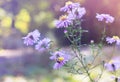 A bee sits on Aster novi-belgii in garden in autumn Royalty Free Stock Photo