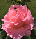 A rain-splattered pink rose is probed by a bee Royalty Free Stock Photo