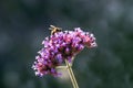 Bee sits on bonariensis verbena flower argentinian, purple, high, cute verbena in the garden. Royalty Free Stock Photo