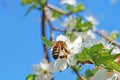 A bee sits on a branch of flowering sweet cherry with white delicate petals and green leaves Royalty Free Stock Photo