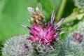 A bee sits on a bud of a red flower burdock