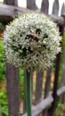 A bee sits on the cap of a flowering onion. Onion seed caps