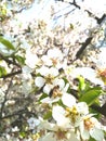 A bee sits on a cherry flower pollinates spring blossom gardens insect Royalty Free Stock Photo