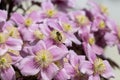 Bee sits on clematis flower Royalty Free Stock Photo