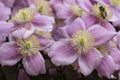 Bee sits on clematis flower Royalty Free Stock Photo