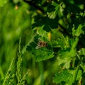Bee sits on a currant leaf on a sunny day Royalty Free Stock Photo