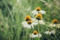 Bee sits on daisy flower around a grass, natural background