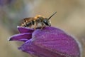 Bee sits on a flower AnÃÂ©mone. Royalty Free Stock Photo