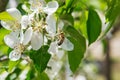 The bee sits on a flower of a bush blossoming apple tree and pol Royalty Free Stock Photo