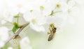 The bee sits on a flower of a bush blossoming cherry tree and pollinates him . Spring beautiful background.Copy space for text. Royalty Free Stock Photo