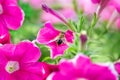 Bee sits on flower and collects pollen. Large lilac petunia flowers. Gardering, pollination, nature