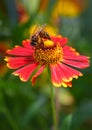 A bee sits on a flower and drinks nectar Royalty Free Stock Photo