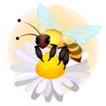 The bee sits on a flower of a field chamomile isolated on white background. Vector cartoon close-up illustration.