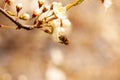 A bee sits on the flower of a flowering tree Royalty Free Stock Photo