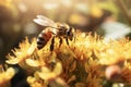 Bee sits on a flower, insect and apiary