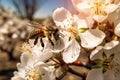 Bee sits on a flower, insect and apiary