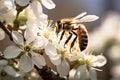 Bee sits on a flower, insect and apiary