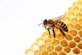 A bee sits on a honeycomb - a jar of honey white background