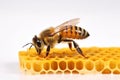 A bee sits on a honeycomb - a jar of honey white background