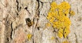 A bee sits on an illuminated tree bark