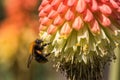 A bee sits on a kniphofia flower.