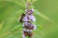 A bee sits on a mint flower Royalty Free Stock Photo