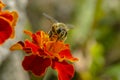 The bee sits on orange flowers, closeup