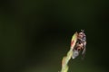 Bee sits in the pollinated flower on blurred nature