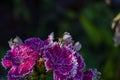 A bee sits on a purple flower. Pollination of the flower Royalty Free Stock Photo