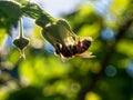 A bee sits on a raspberry flower Royalty Free Stock Photo