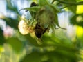 A bee sits on a raspberry flower Royalty Free Stock Photo