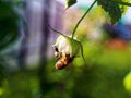 A bee sits on a raspberry flower Royalty Free Stock Photo