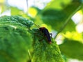 A bee sits on a raspberry flower Royalty Free Stock Photo