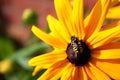 Bee on a sunflower Royalty Free Stock Photo