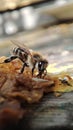 a bee sits on a table and drinks nectar after work Royalty Free Stock Photo