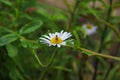 Bee sits on a white daisy flower in a field Royalty Free Stock Photo