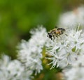 Bee closeup on white wild rosemary flower Royalty Free Stock Photo