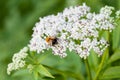 The bee sits on white flowers Royalty Free Stock Photo