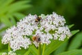 The bee sits on white flowers Royalty Free Stock Photo