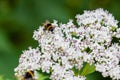 The bee sits on white flowers Royalty Free Stock Photo