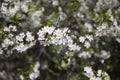 Bee sits on the white leaves of a blossoming apple tree Royalty Free Stock Photo