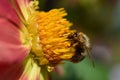 A bee sits on a yellow flower, closeup, bumblebee, pollen