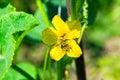 A bee sits on a yellow flower, closeup. A bee pollinates a cucumber flower. Royalty Free Stock Photo