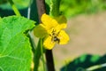 A bee sits on a yellow flower, closeup. A bee pollinates a cucumber flower. Royalty Free Stock Photo