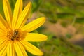 Bee sits on a yellow flower with long petals of echinacea collects nectar Royalty Free Stock Photo