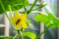 Bee sits on a yellow flower small cucumber in a greenhouse in the garden, in a warm summer day. Royalty Free Stock Photo