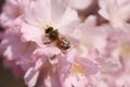 Bee sitting on a beautiful blooming Japanese pink cherry blossom in spring. Close up macro Royalty Free Stock Photo